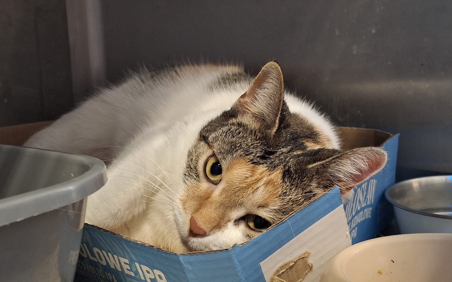 
        Kot leżący w kartonie, wygląda na zmęczonego.
    