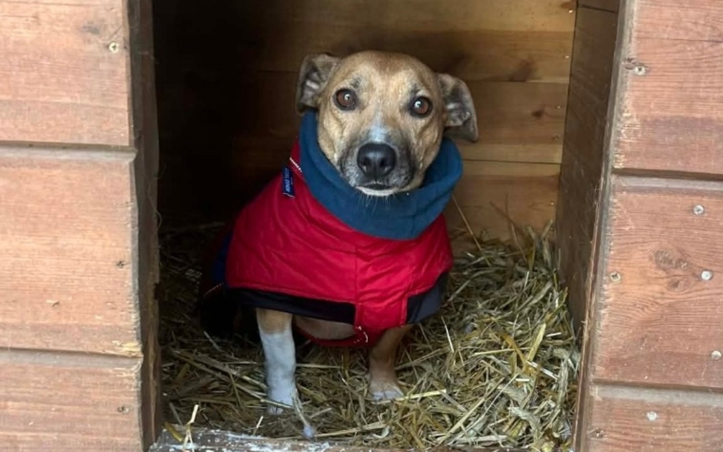 
        Pies w czerwonym płaszczu, siedzący w budzie.
    