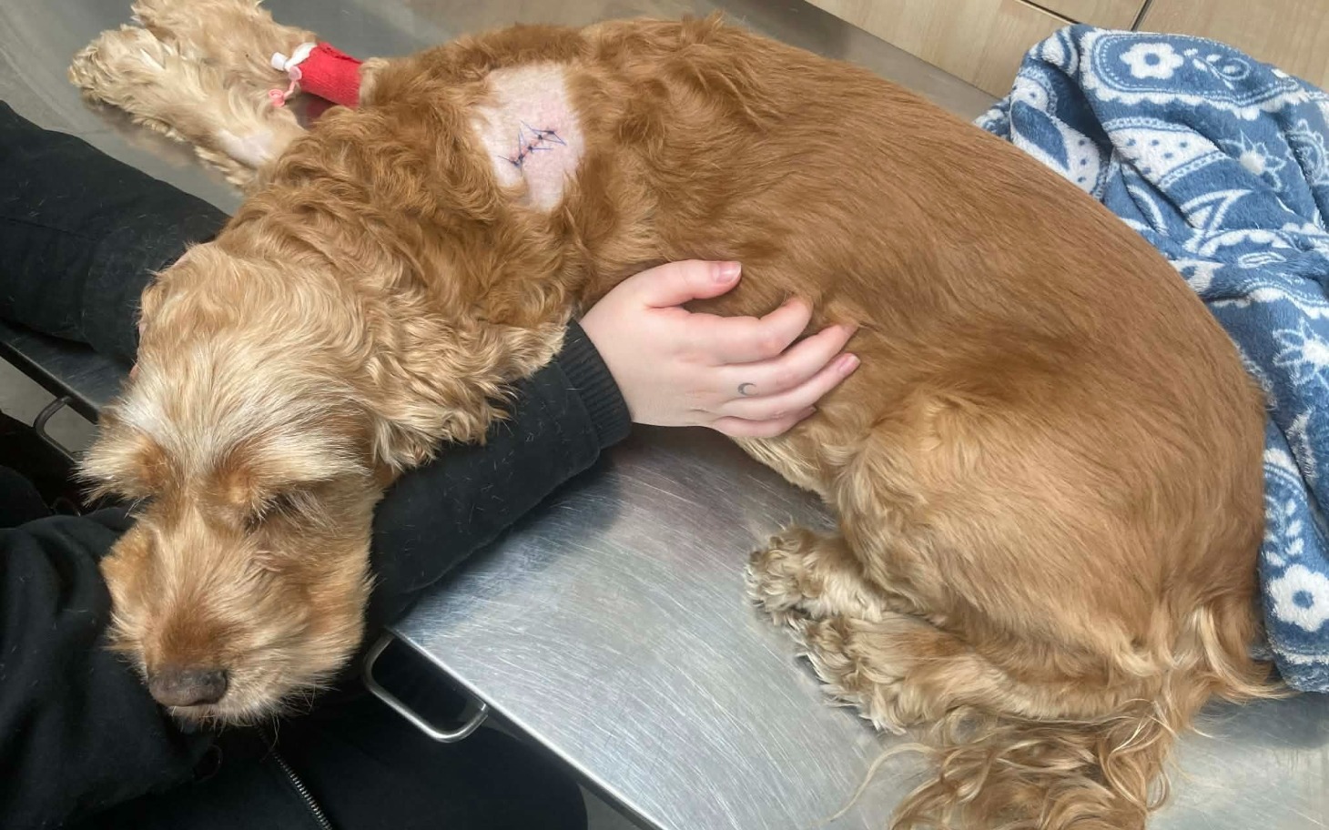 
        Pies w klinice weterynaryjnej, leżący na stole, z opatrunkiem na ciele.
    