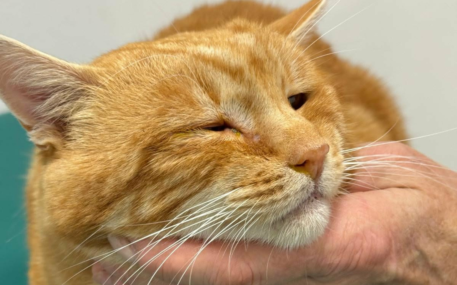 
        Rudy kot przytulany przez człowieka.
    