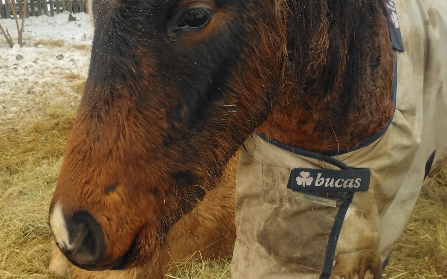 
        Bliskość konia w zimowej scenerii, z widoczną sierścią.
    