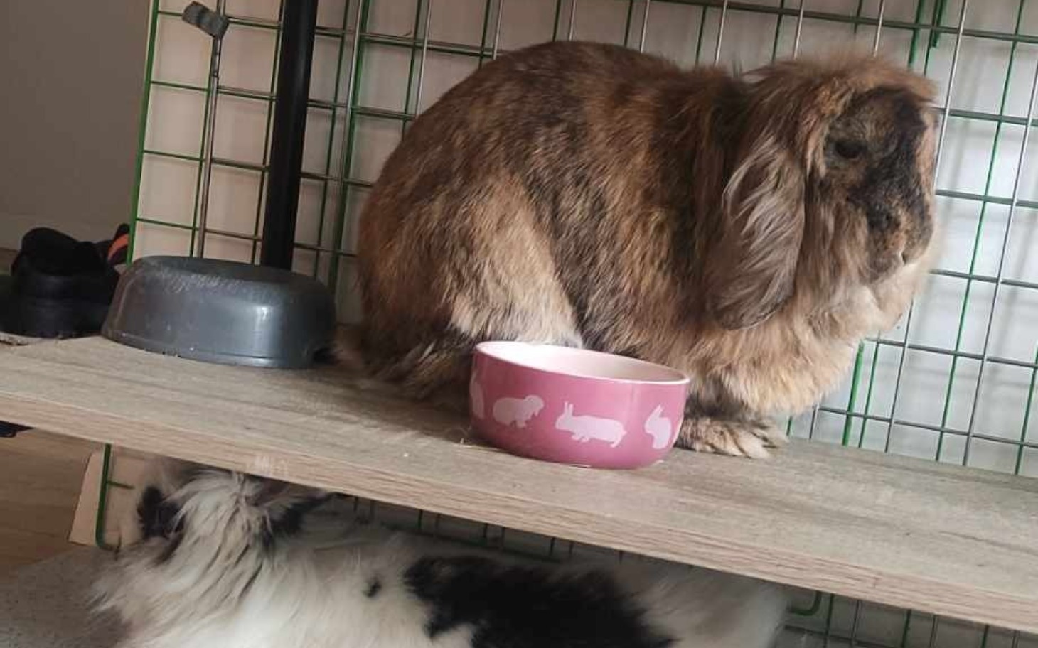 Króliki w klatce, jedno siedzi na półce, drugie pod nią.
