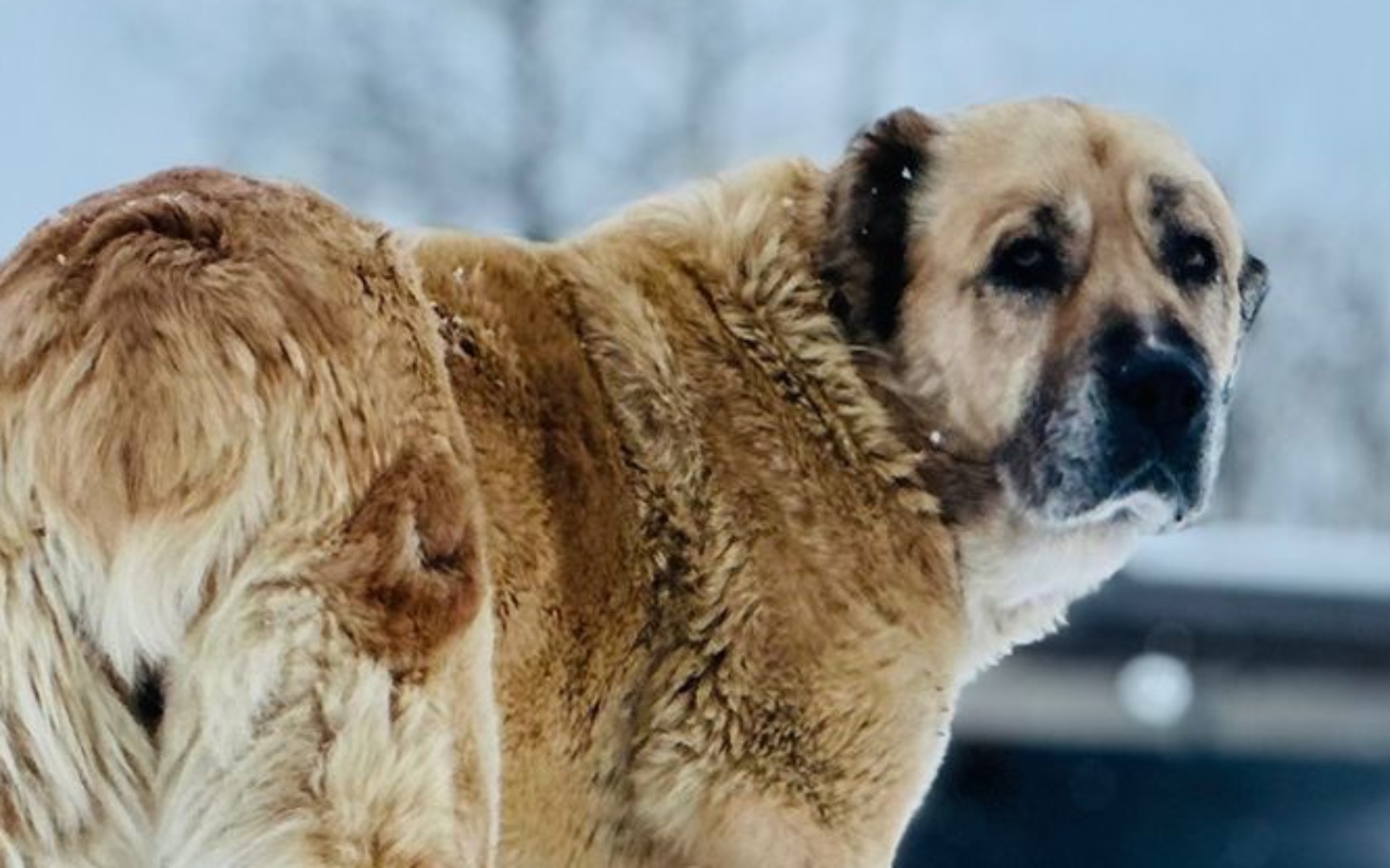 
        Pies patrzący w stronę obiektywu w zimowej scenerii.
    