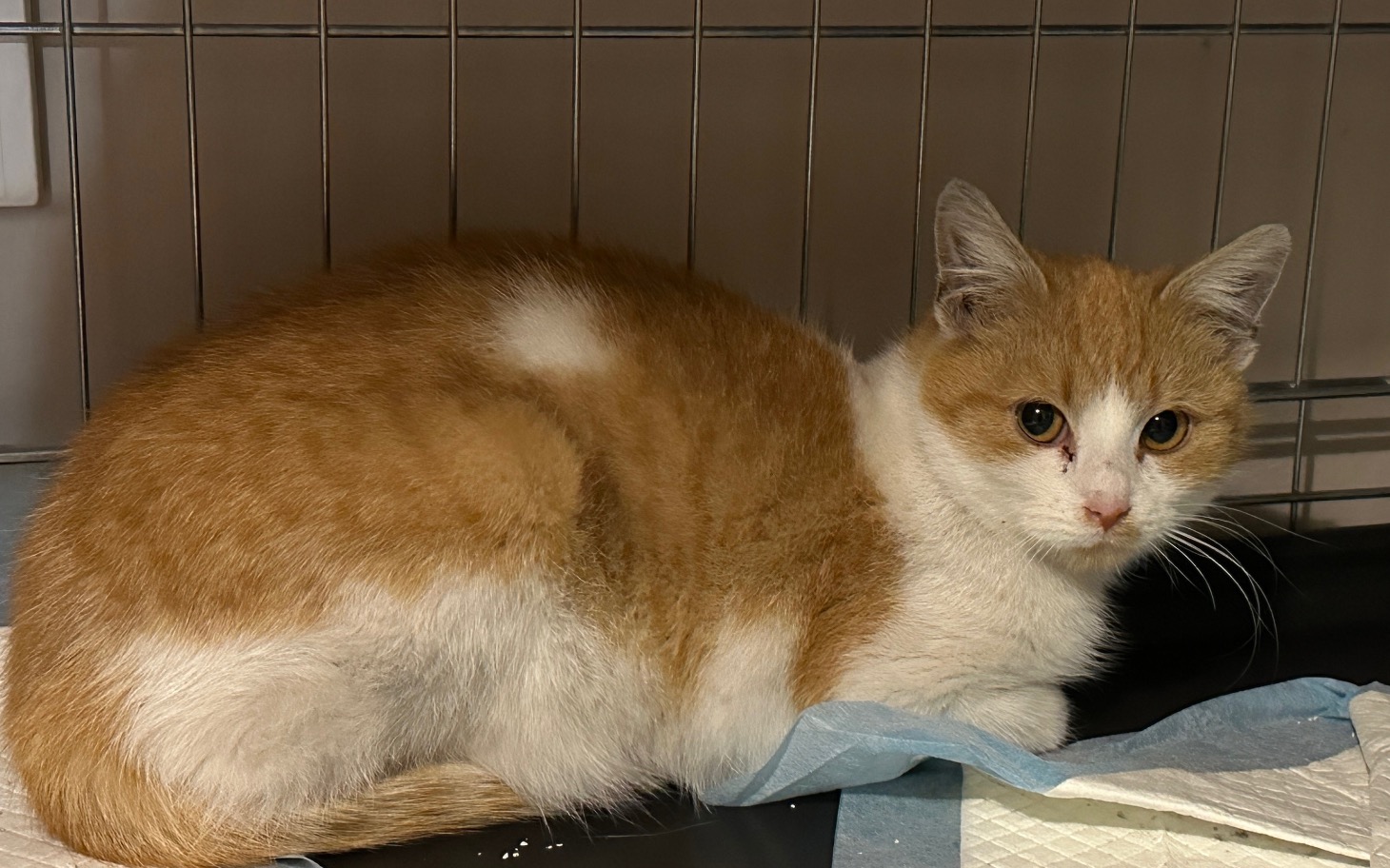 
        Rudy kot leżący w klatce, patrzący na zewnątrz.
    