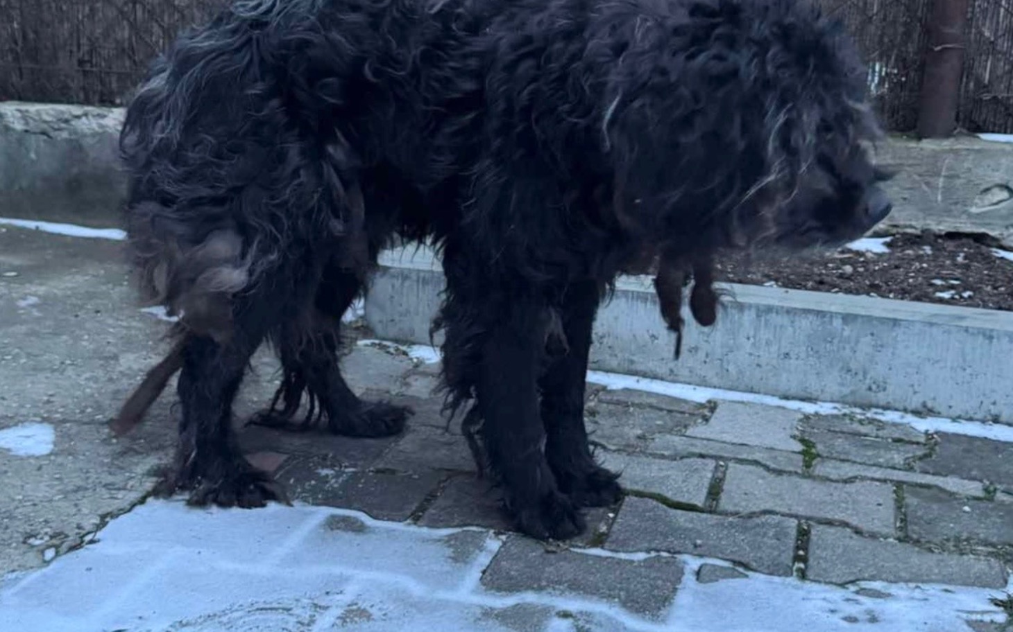 
        Pies z długą sierścią, wyglądający na zaniedbanego.
    