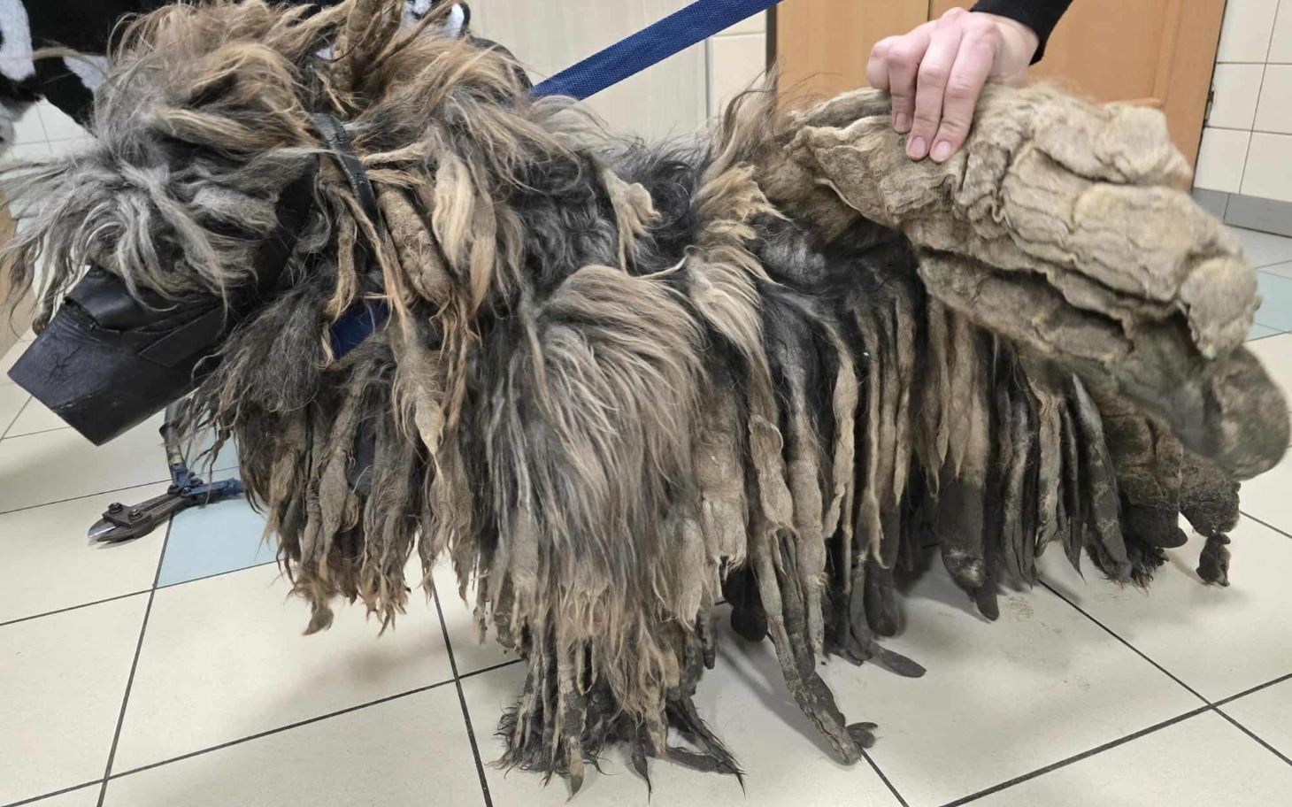 
        Zwierzę z długą sierścią, wyglądające jak pies, trzymane na smyczy.
    