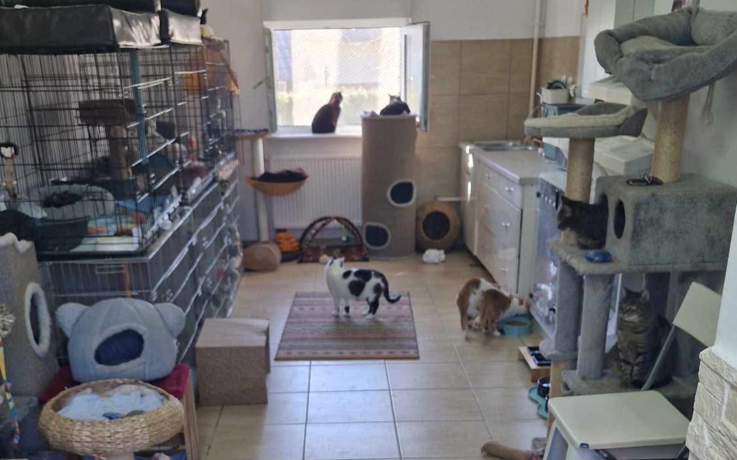 
        Pomieszczenie z wieloma kotami, drapakami i klatkami.
    