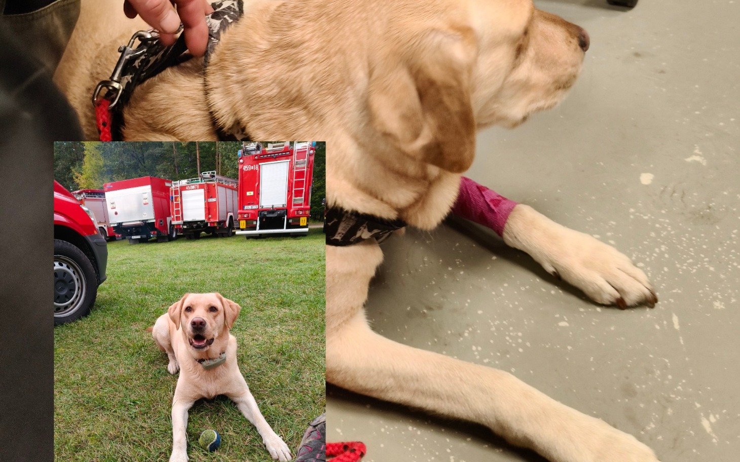 
        Pies w szelce odpoczywa w pomieszczeniu, obok wóz strażacki.
    