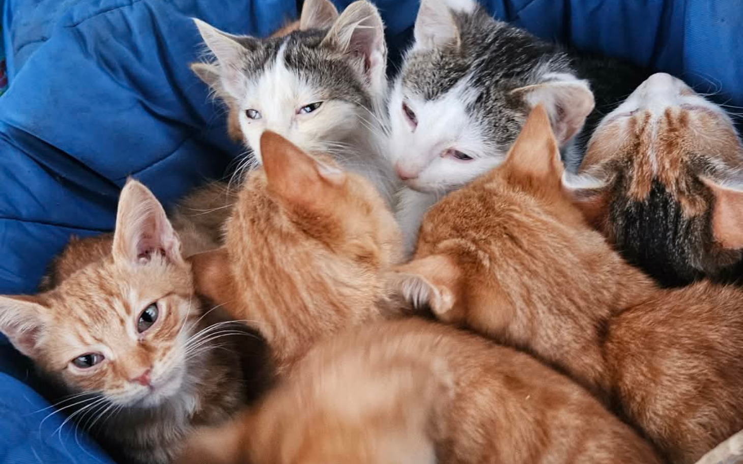 
        Kocięta w koszyku, przytulone do siebie.
    