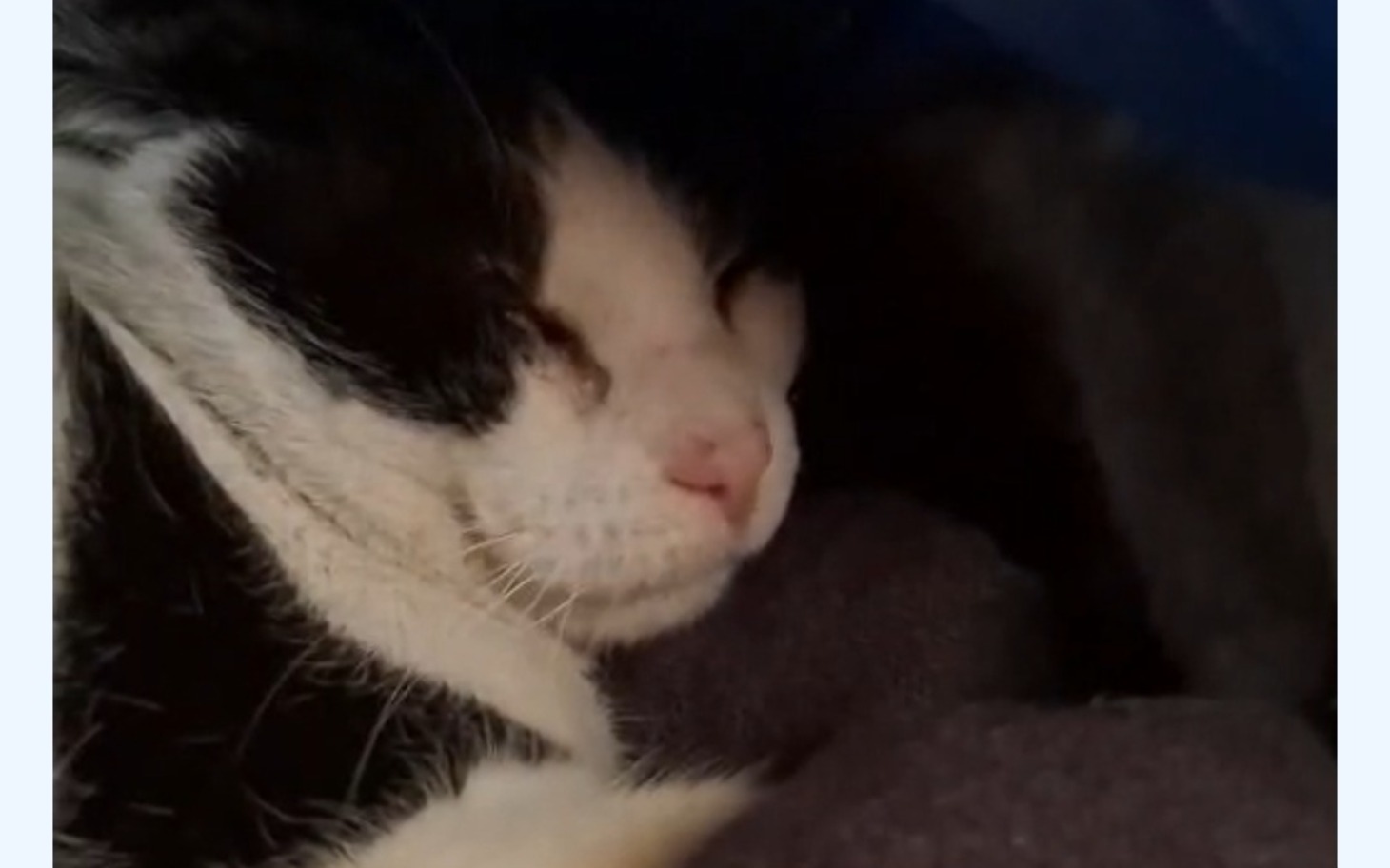 
        Śpiący kot w kocie.
    