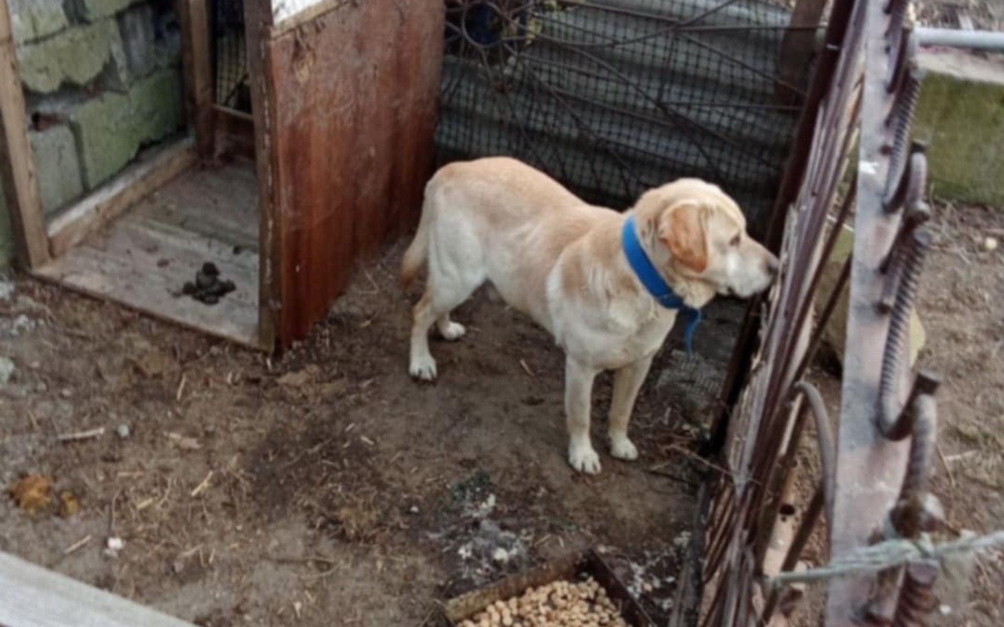 
        Labrador w ogrodzie, przy ogrodzeniu.
    