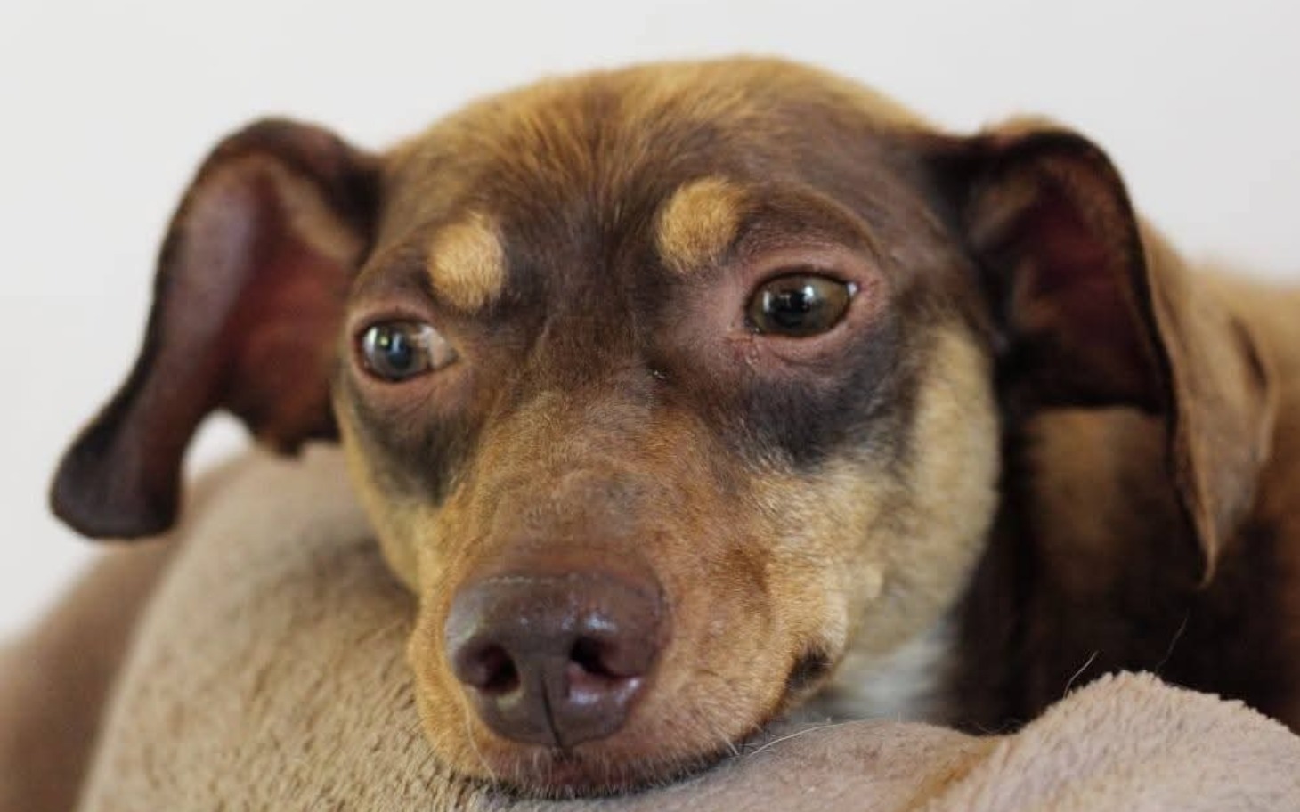 
        Pies odpoczywający na poduszce, z wyrazem spokoju na twarzy.
    