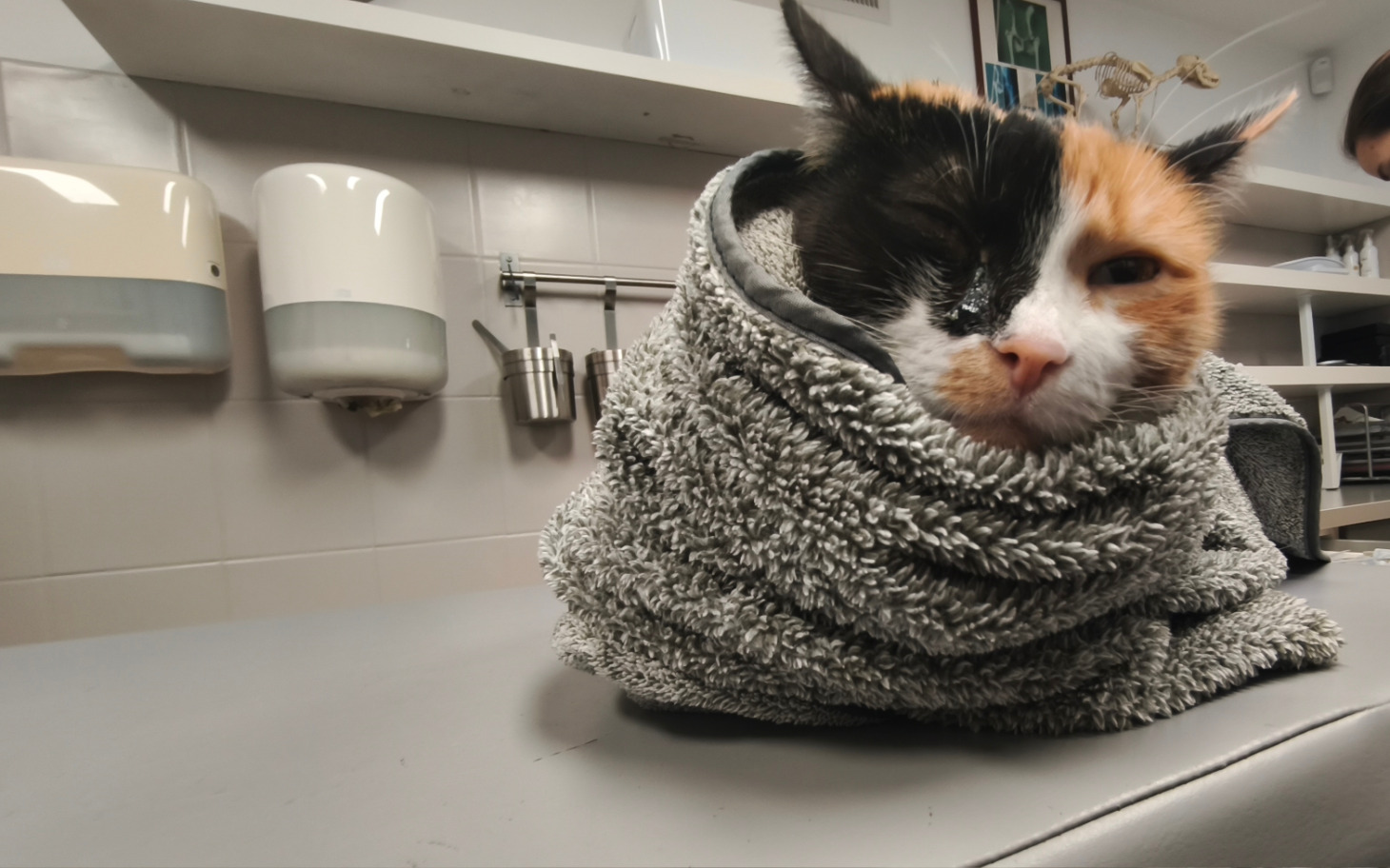 
        Kotek owinięty w ręcznik, czekający na wizytę u weterynarza.
    