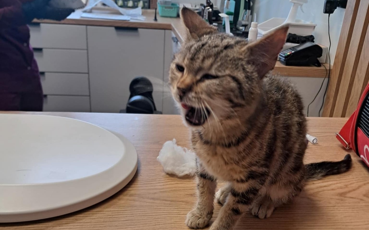 
        Kot siedzący na stole, ziewający w gabinecie.
    