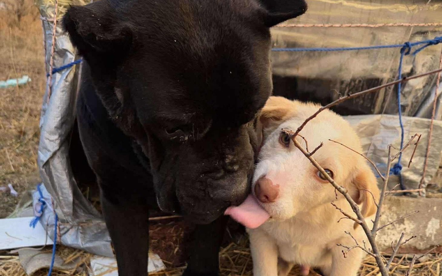 
        Dwa psy bawiące się w przytulaniu w plenerze.
    