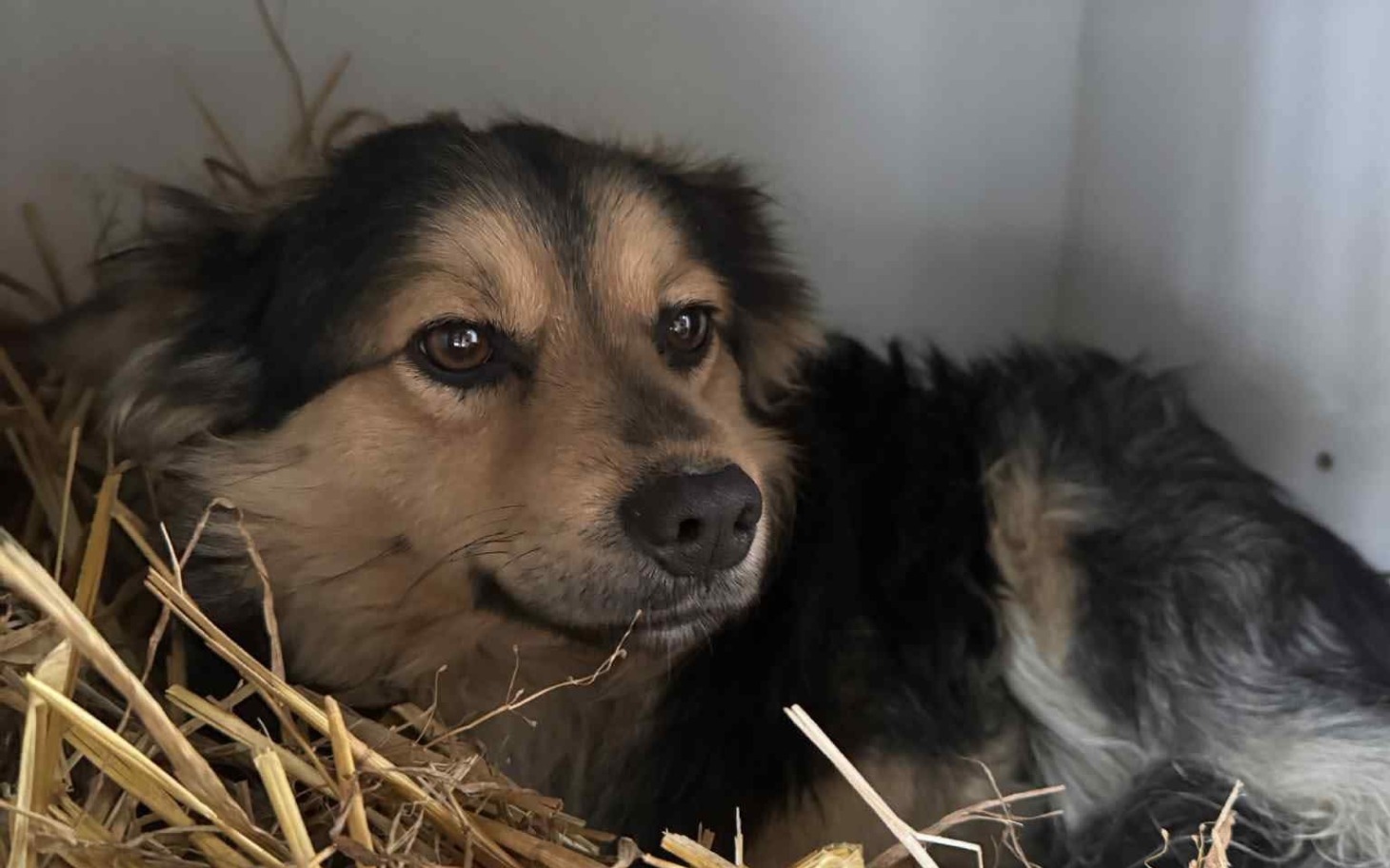 
        Pies odpoczywający w słomie, z wyrazem spokoju na twarzy.
    