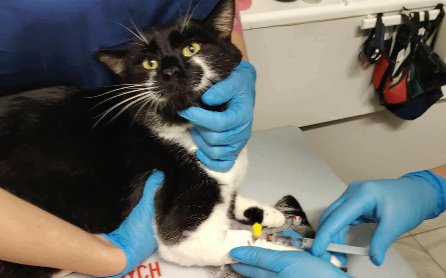 
        Kot w trakcie wizyty u weterynarza, z niebieskimi rękawiczkami.
    