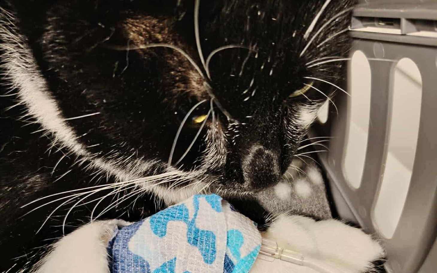 
        Czarnobiały kot leży z maskotką, wygląda na zrelaksowanego.
    