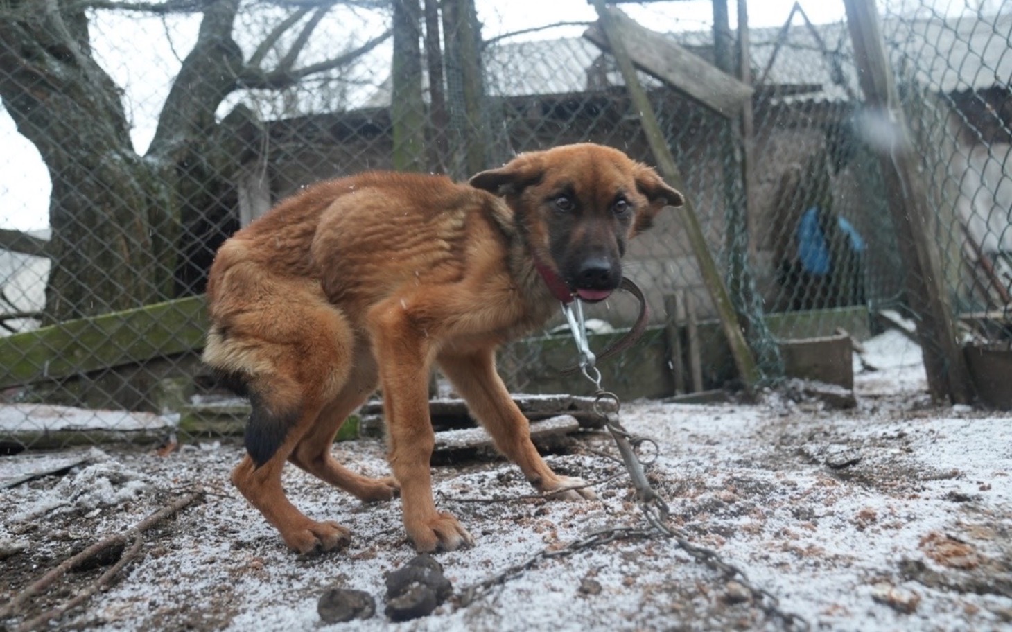 
        Pies na łańcuchu w zimowej scenerii, wygląda na smutnego.
    