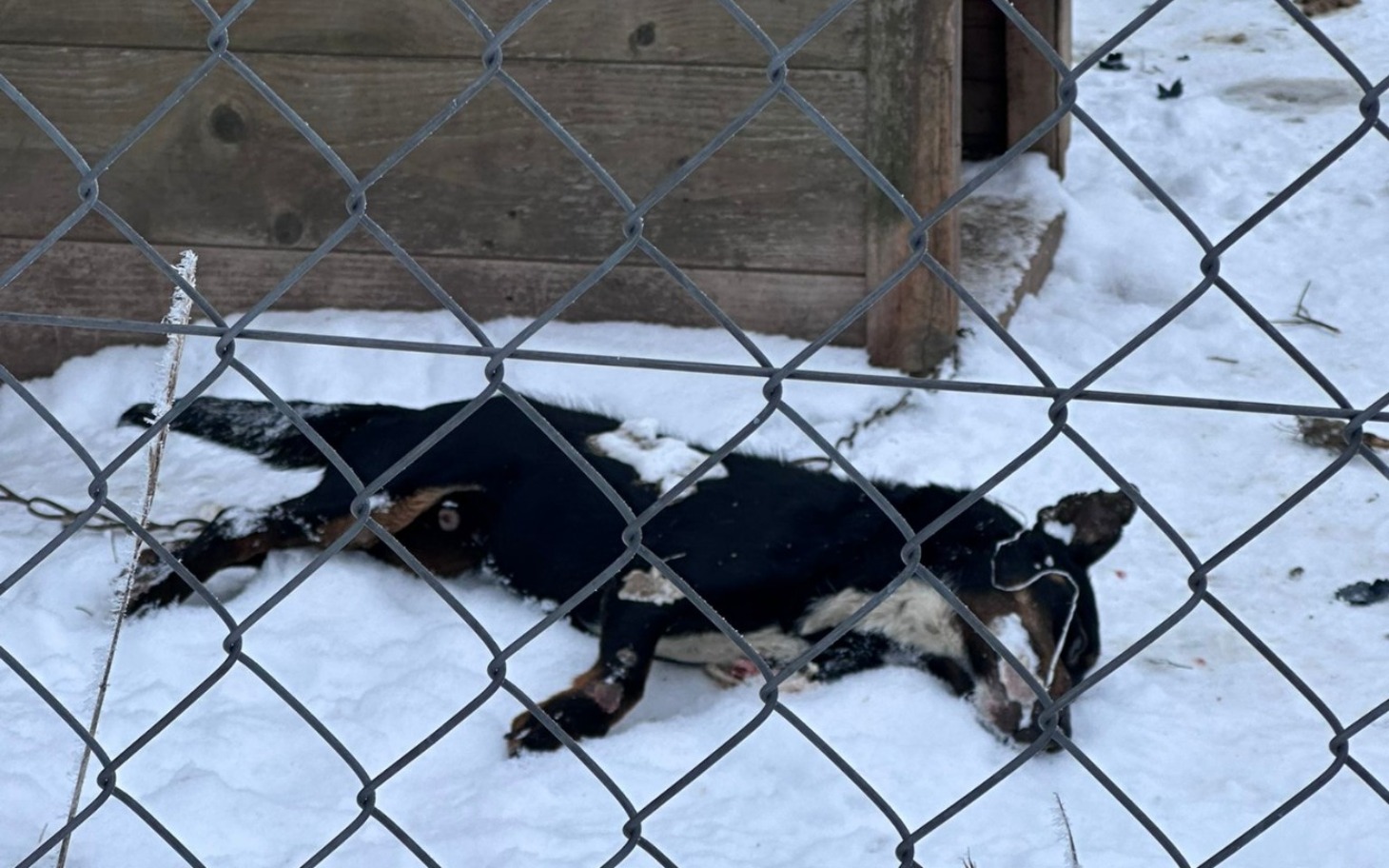 
        Pies leżący na śniegu, wygląda na zmęczonego.
    