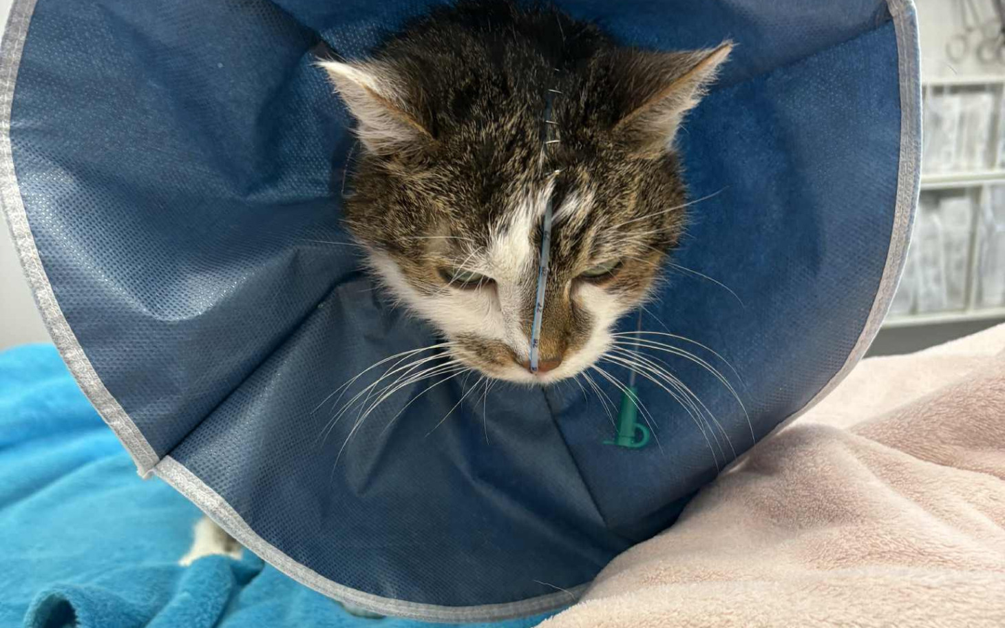 
        Kot w kołnierzu ochronnym, odpoczywający na niebieskim kocu.
    