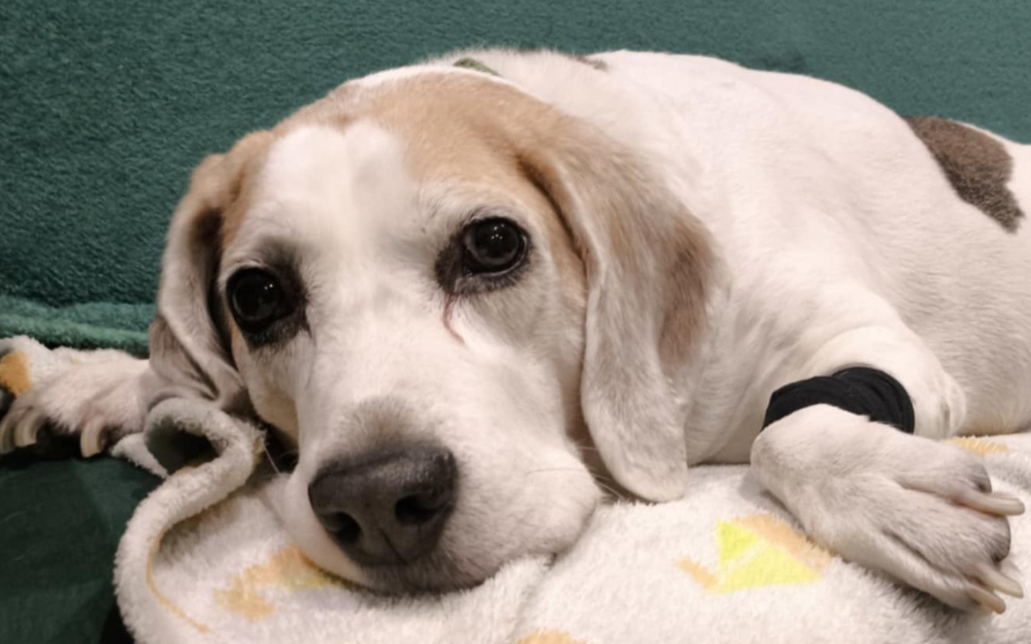 Beagle odpoczywający na poduszce, z wyrazem spokoju.