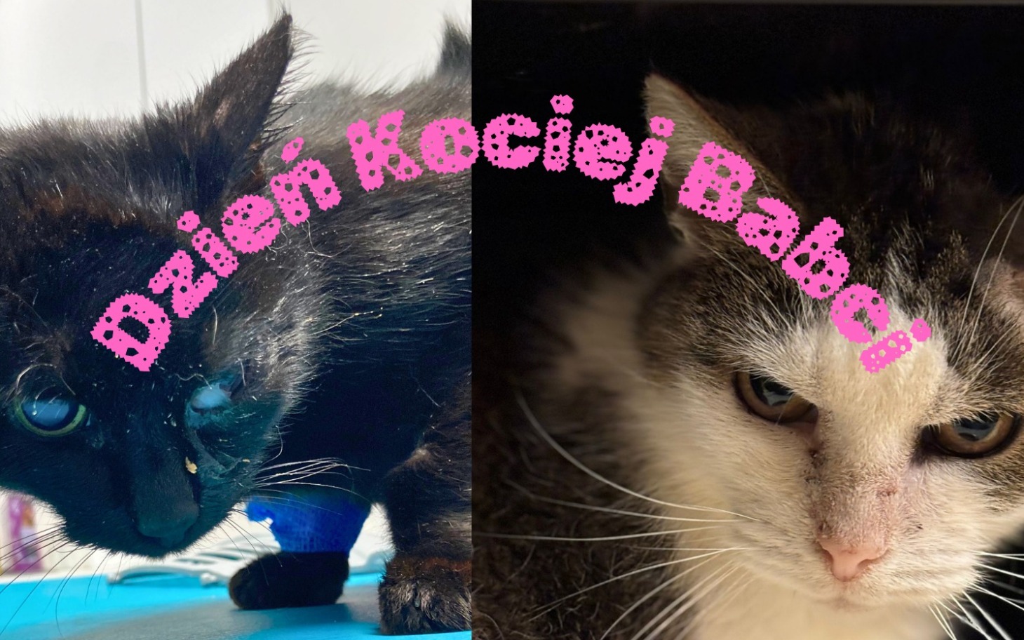 
        Koty w różnych pozach, celebrujące Dzień Kociej Babci.
    