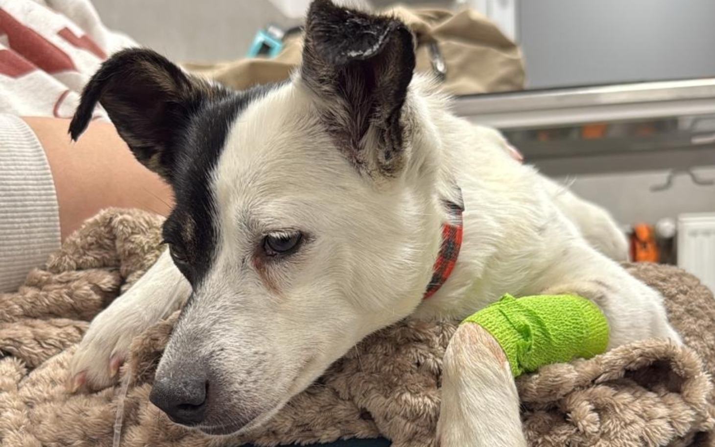 
        Pies leżący na kocu, z opatrunkiem na łapie.
    