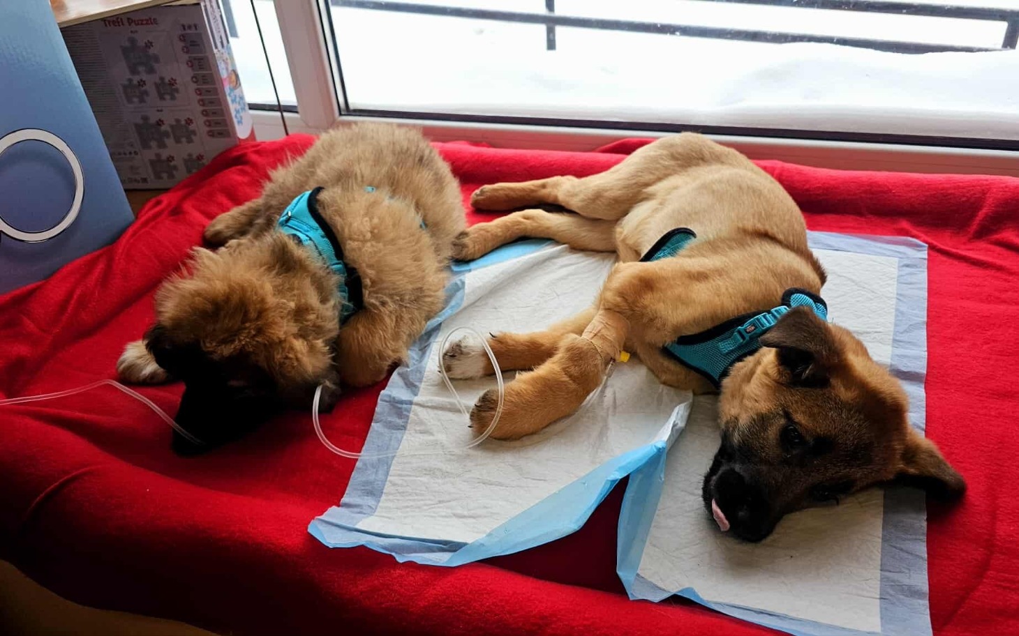 
        Dwa szczeniaki odpoczywają na czerwonym kocu, wyglądają na zmęczone.
    