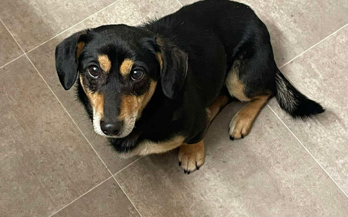 
        Mały czarny pies siedzący na podłodze, patrzy w stronę obiektywu.
    