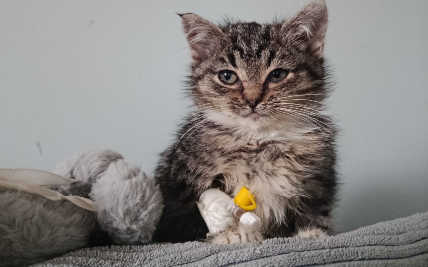 
        Mały kotek z opatrunkiem na łapce, siedzi na szarej tkaninie.
    