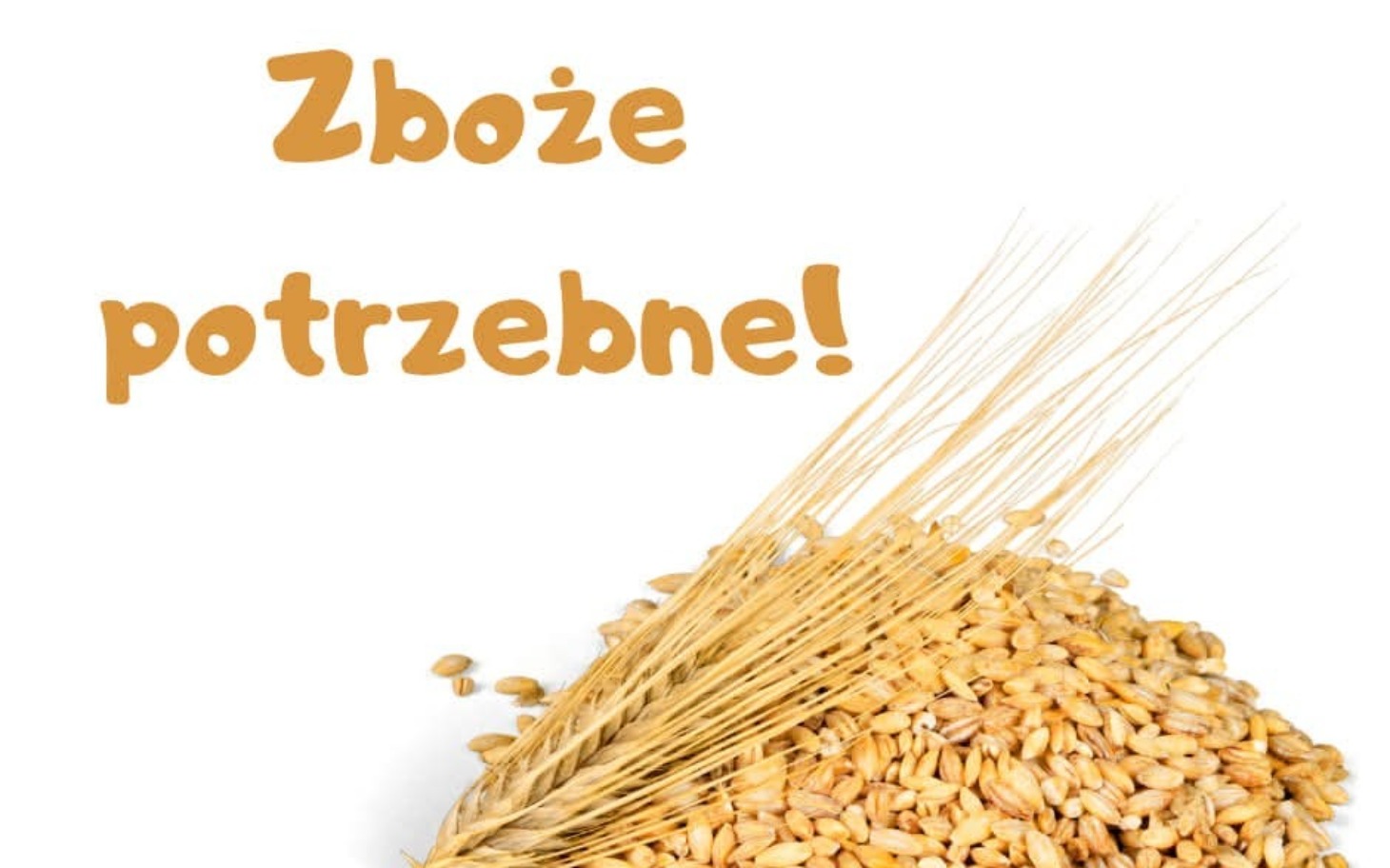 
        Zboże potrzebne! Ziarna pszenicy na białym tle.
    
