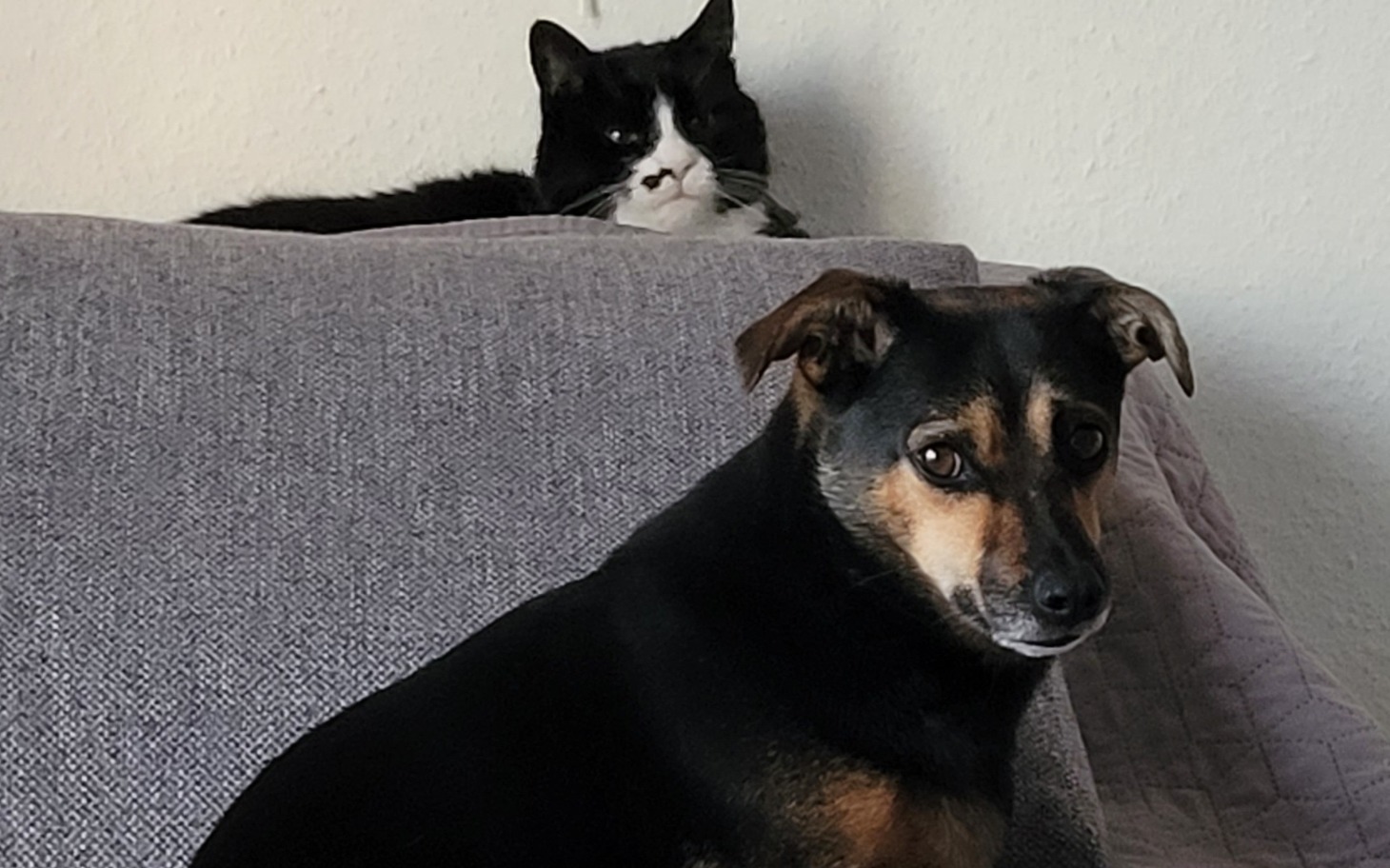 
        Pies i kot odpoczywają na kanapie.
    