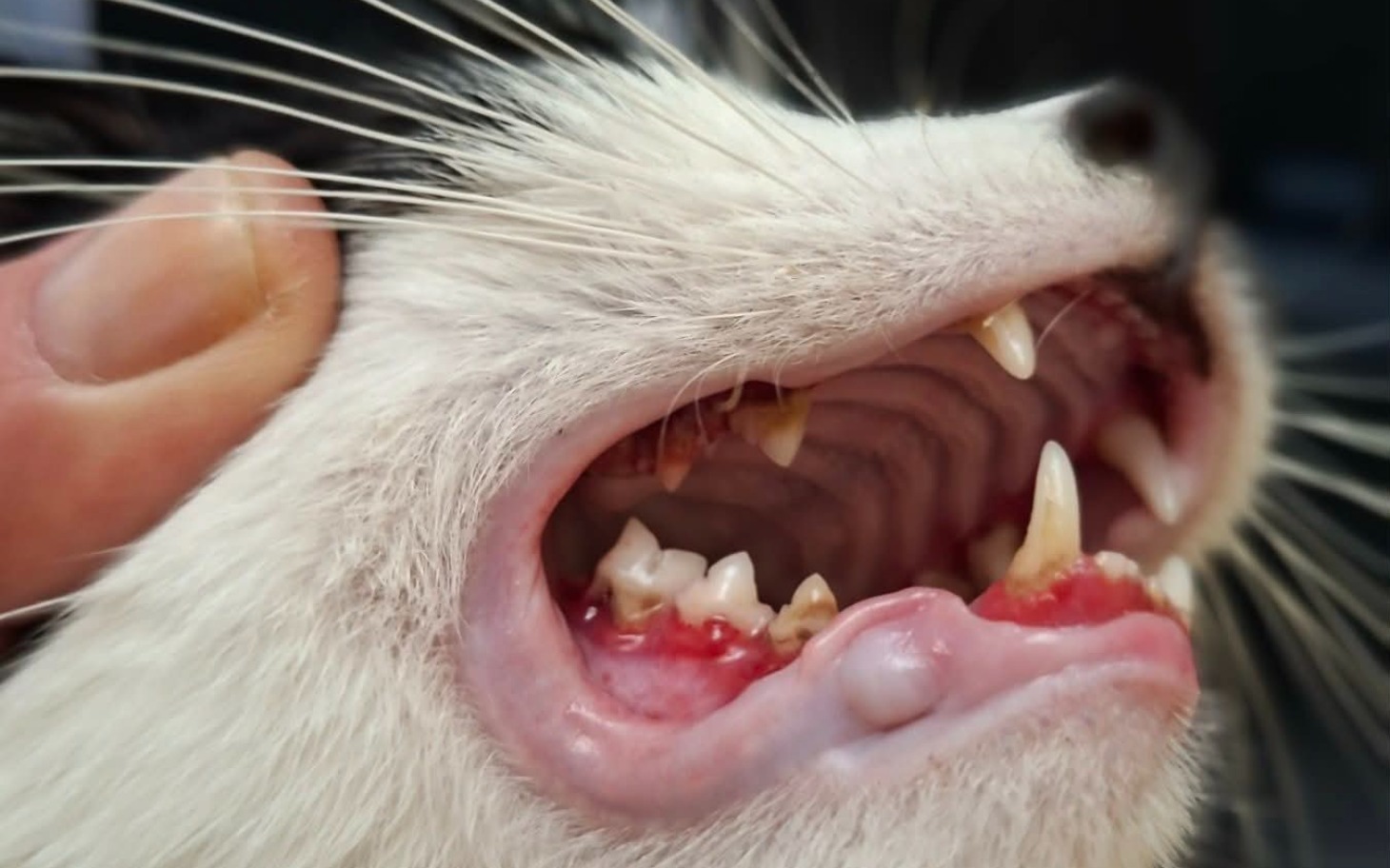 
        Kot z otwartą paszczą, pokazujący zęby i dziąsła.
    