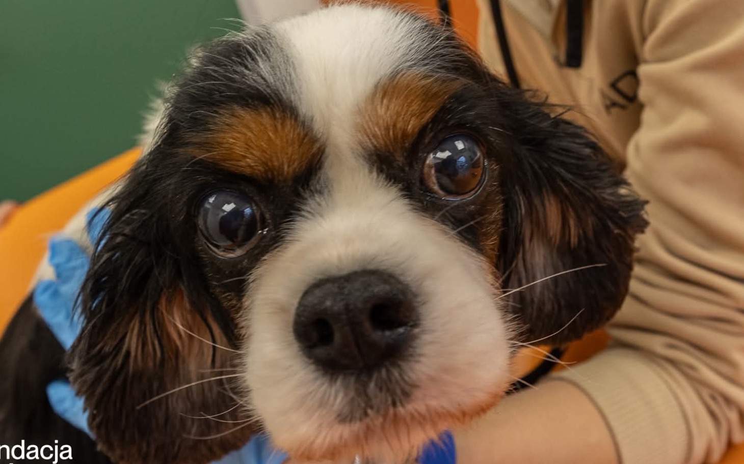 
        Zbliżenie na psa rasy Cavalier King Charles Spaniel z dużymi, wyrazistymi oczami.
    