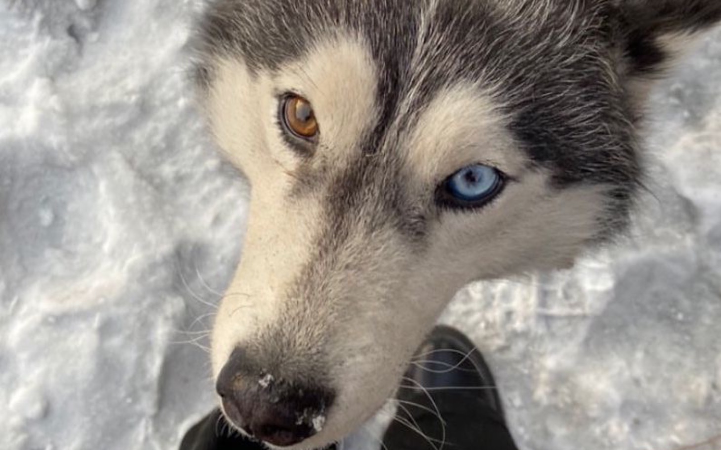 
        Husky z różnokolorowymi oczami, patrzący w obiektyw.
    