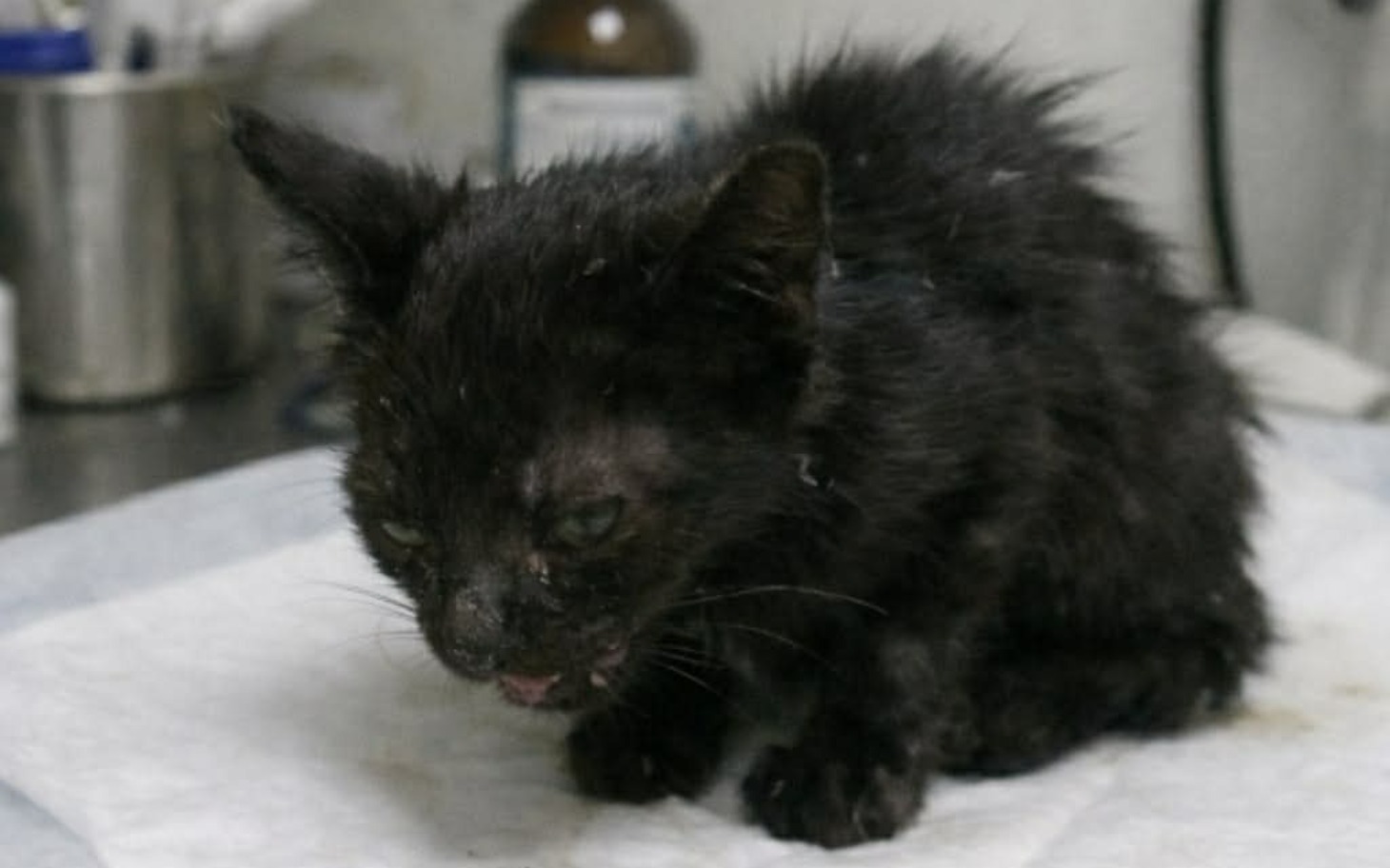 
        Mały czarny kotek w trudnej sytuacji, siedzący na stole.
    