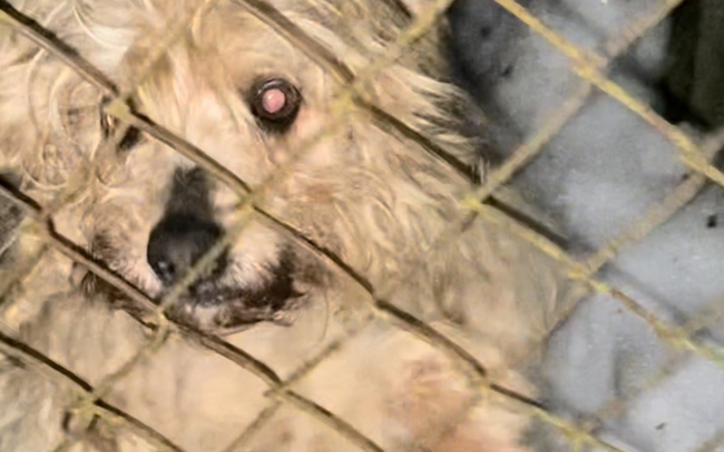 
        Pies za kratami, wyglądający na zmartwionego.
    