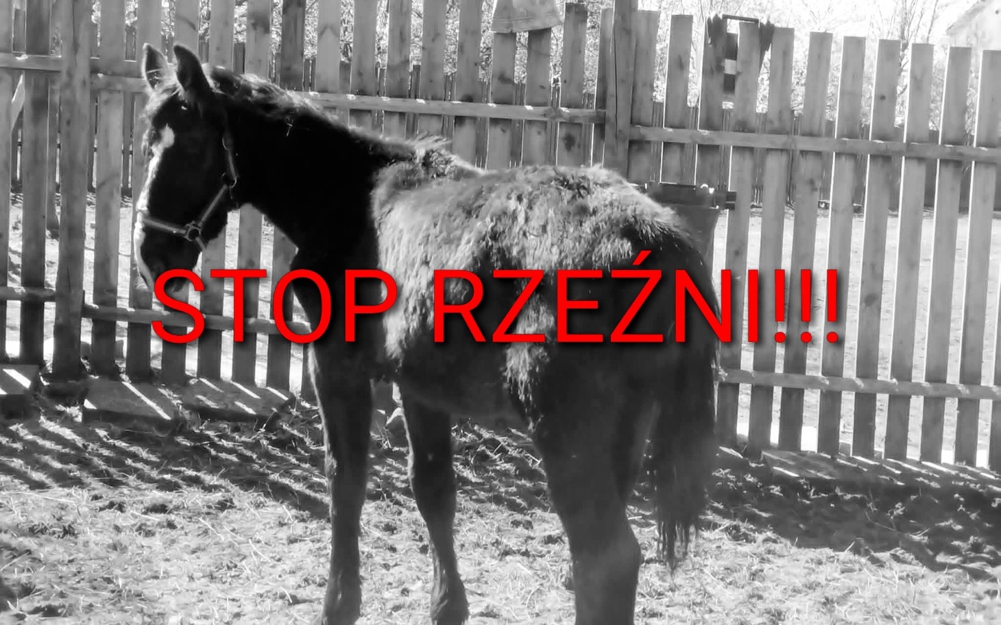 
        Czarny koń w zagrodzie z napisem 'STOP RZEŹNI!!!'.
    