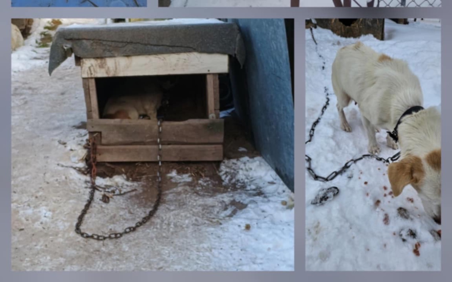 
        Pies na łańcuchu w zimowej scenerii.
    