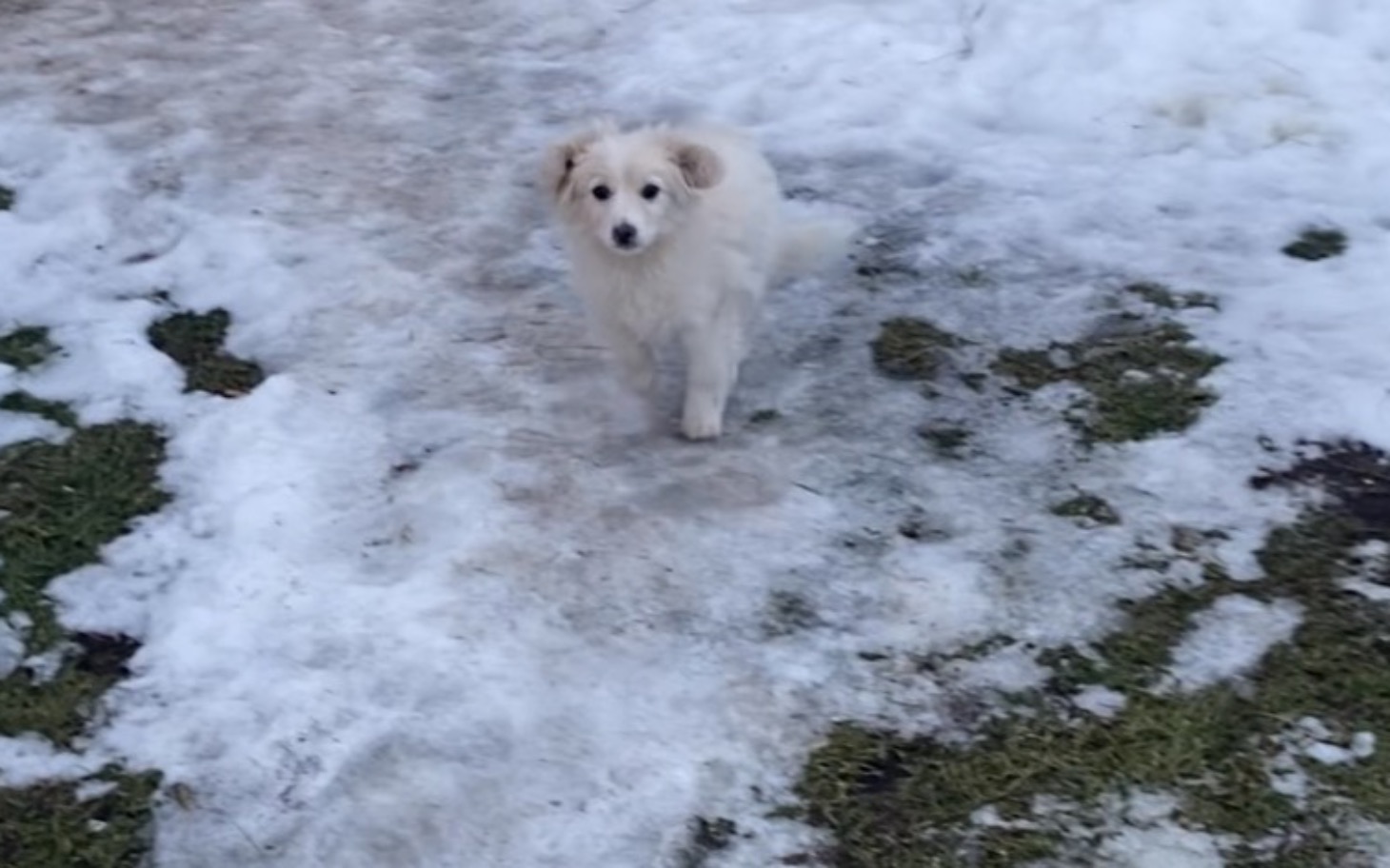 
        Mały piesek biega po śniegu.
    