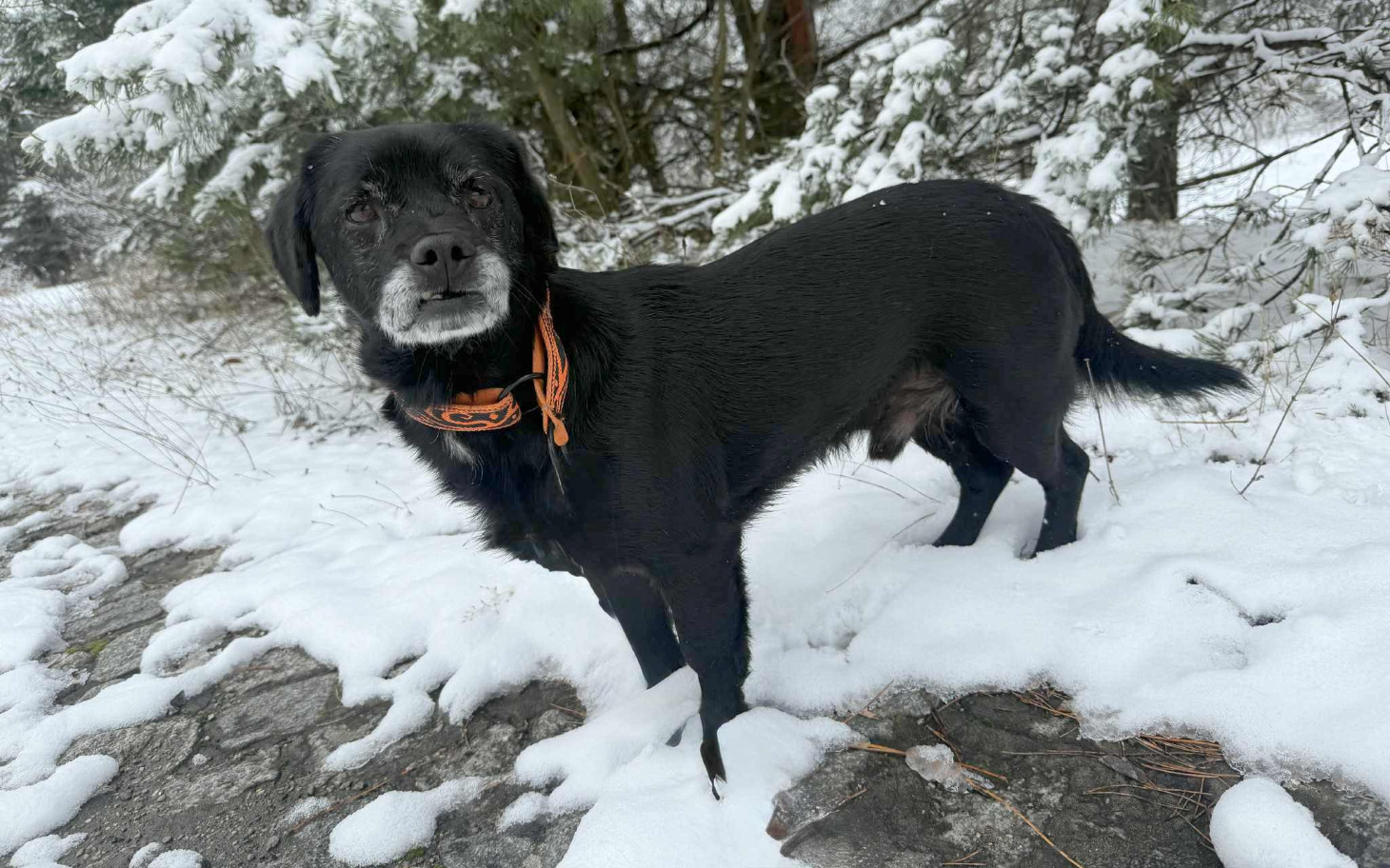 
        Czarny pies na śniegu, z wyrazem przyjaznym.
    