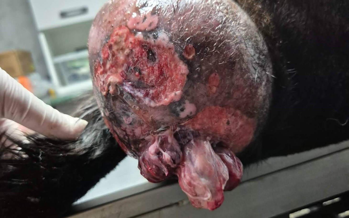 
        Zraniona część ciała zwierzęcia w weterynaryjnej klinice.
    