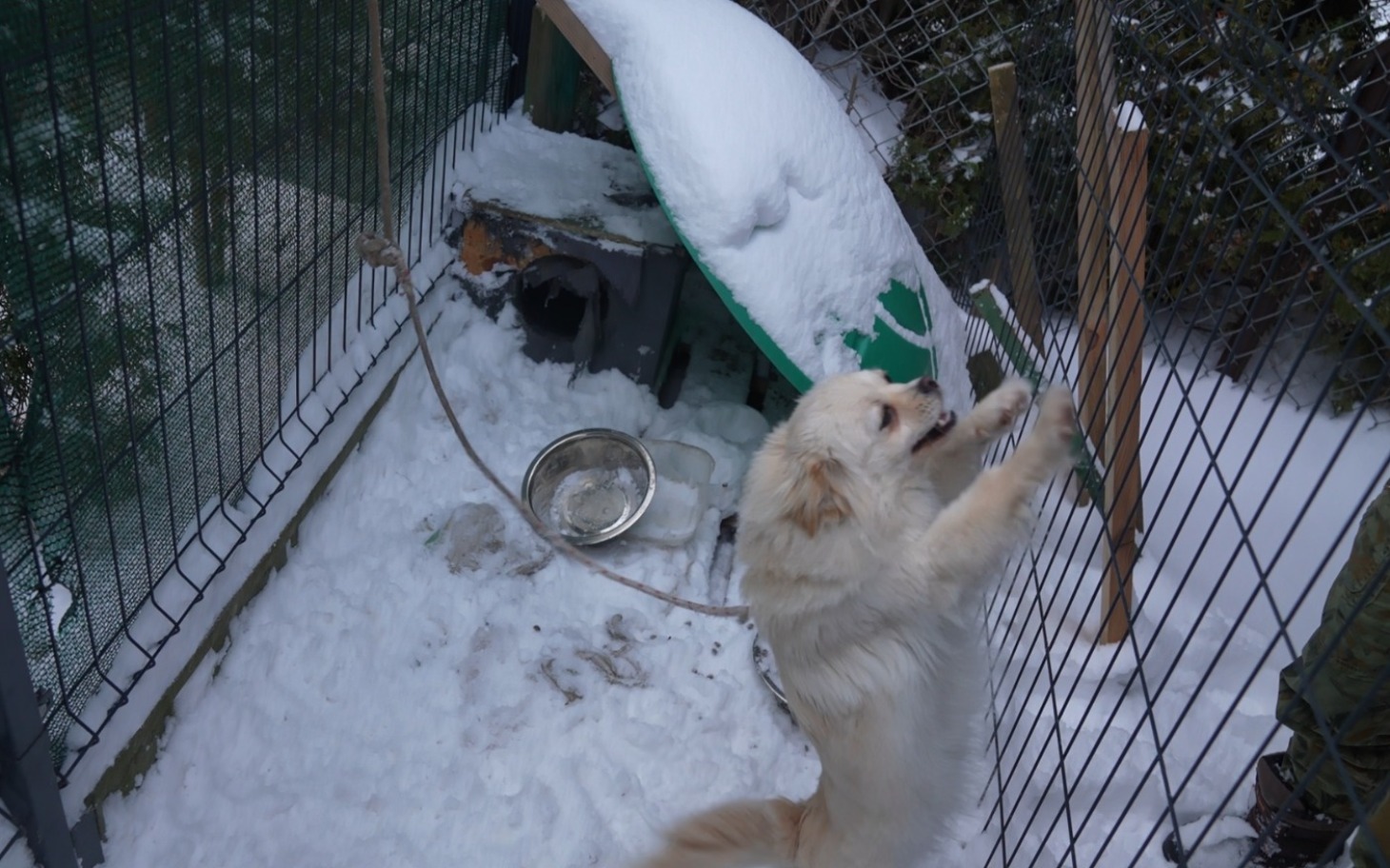 
        Pies skaczący w śniegu, z domkiem w tle.
    