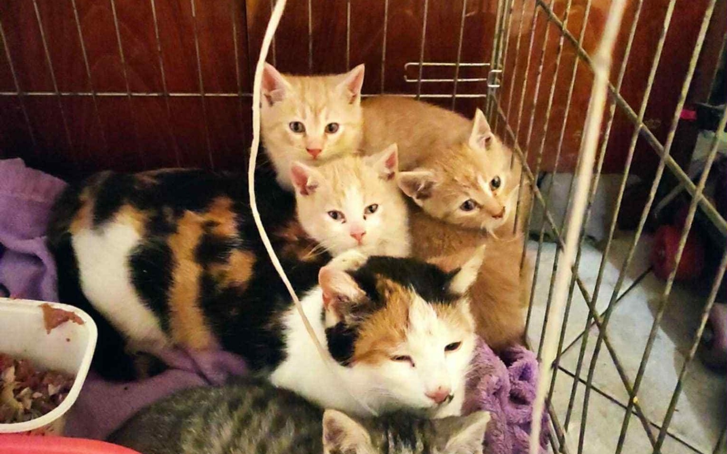 
        Koty w klatce, odpoczywające w przytulnym otoczeniu.
    