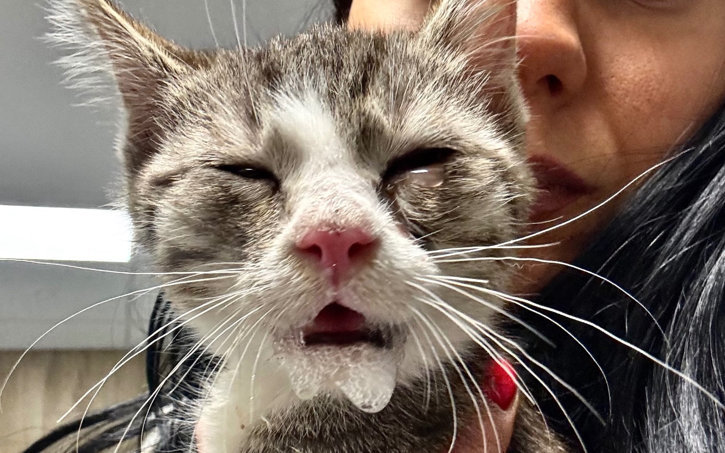 
        Kot z wyraźnymi łzami, trzymany przez osobę.
    