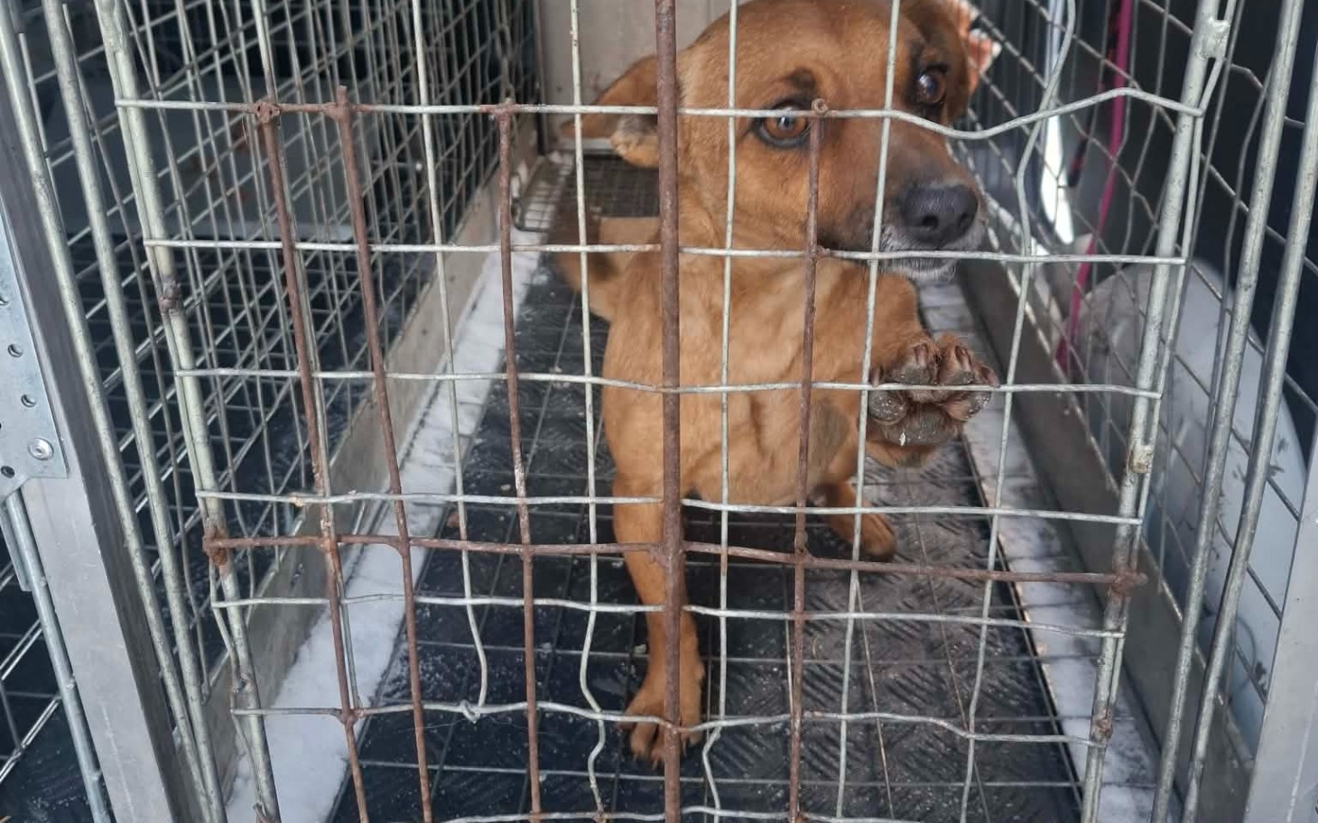 
        Pies w klatce, czekający na nowy dom i miłość.
    