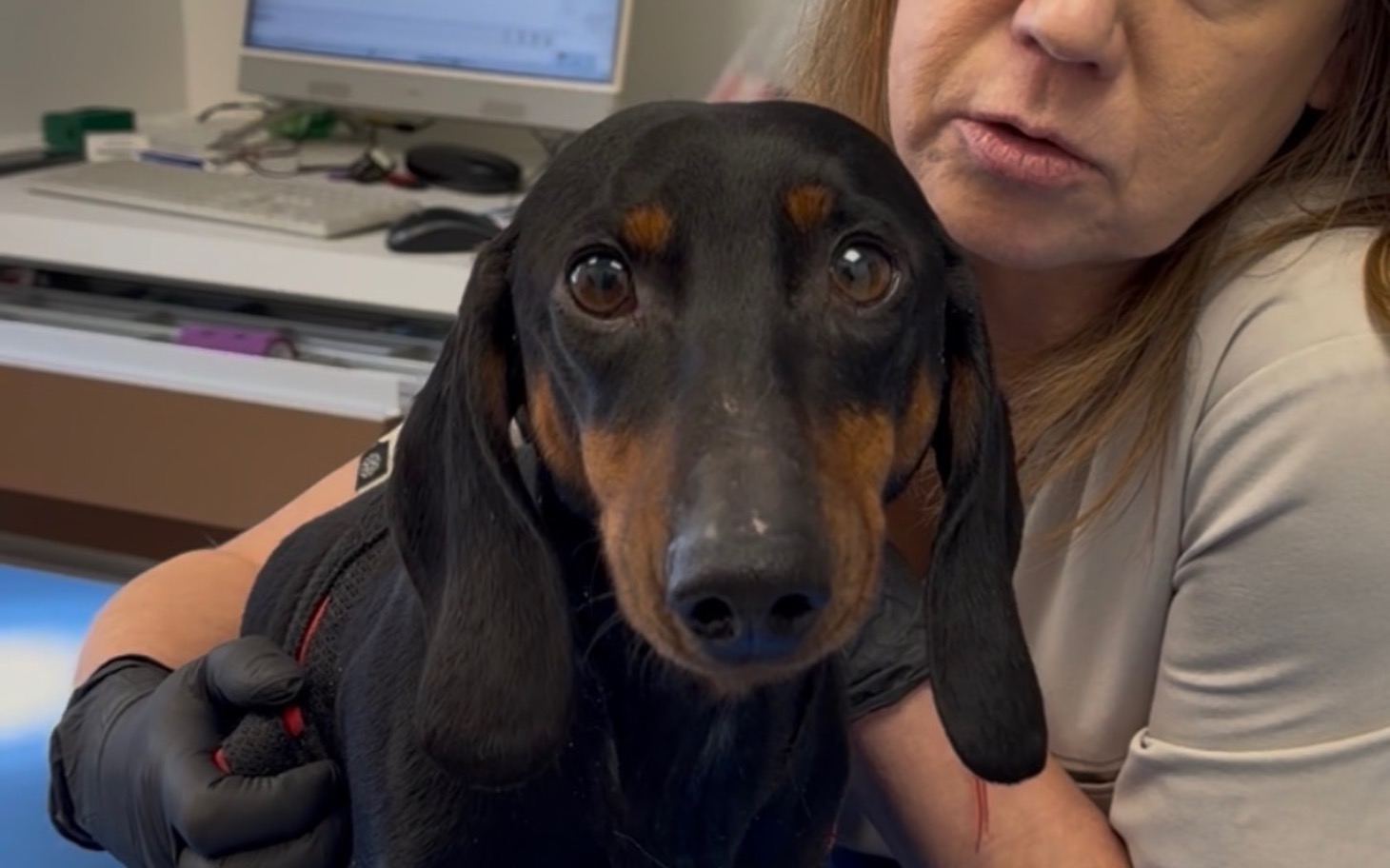 
        Czarny pies trzymany na rękach przez kobietę.
    