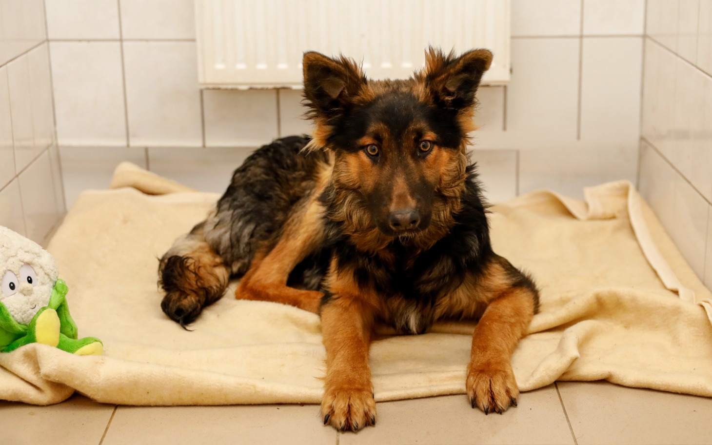 
        Pies leżący na kocu w schronisku, z zabawką obok.
    