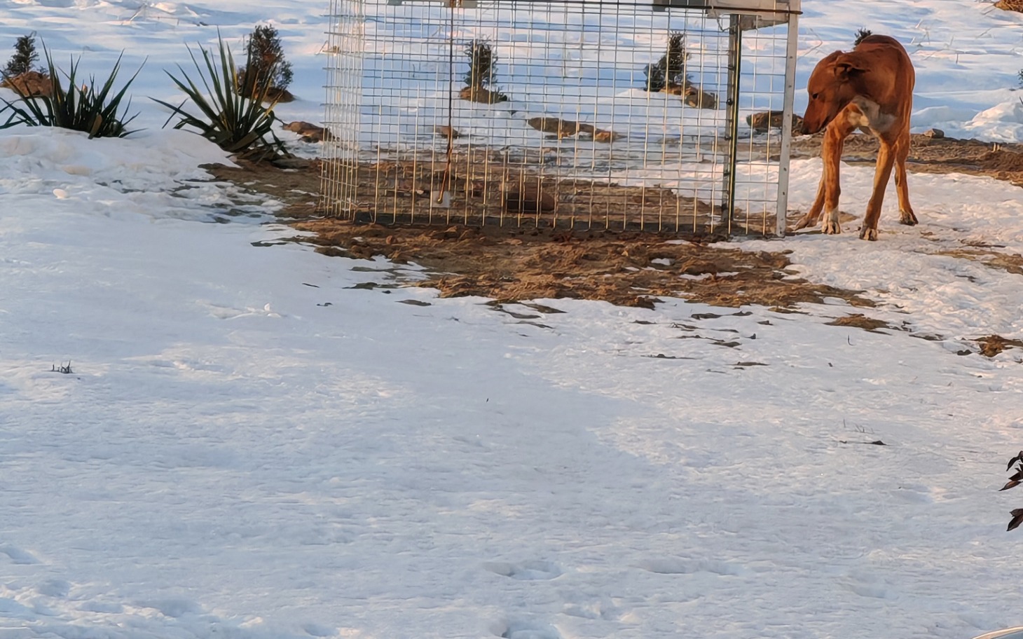 
        Pies przy klatce w śnieżnym otoczeniu, czeka na pomoc.
    